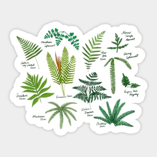 Fresh Adirondack Ferns (Light) Sticker